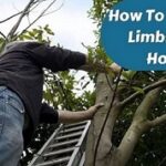 How To Cut Tree Limbs Over House