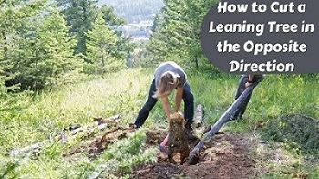 How to Cut a Leaning Tree in the Opposite Direction