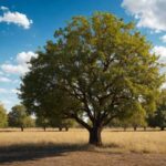 Pecan Tree Spacing Calculator